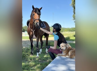 Poney Français de selle, Étalon, 9 Ans, 147 cm, Bai cerise