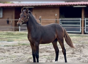 Poney Français de selle, Étalon, Poulain (02/2026), Bai brun foncé