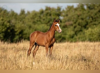Poney Français de selle, Étalon, Poulain (01/2025), Bai