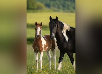 Poney Français de selle, Étalon, , Tobiano-toutes couleurs
