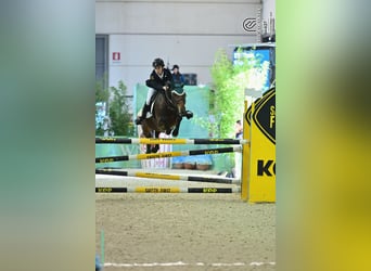 Poney Français de selle, Hongre, 10 Ans, 141 cm, Bai cerise