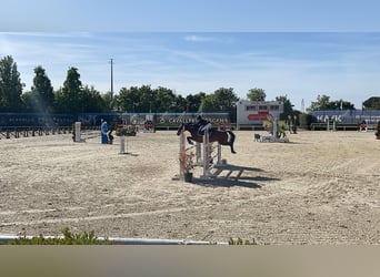 Poney Français de selle, Hongre, 10 Ans, 141 cm, Bai cerise