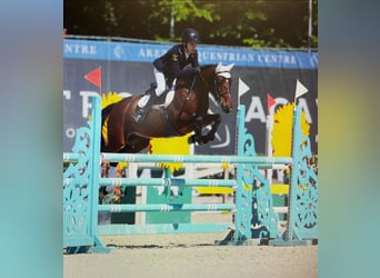 Poney Français de selle, Hongre, 10 Ans, 142 cm, Bai cerise