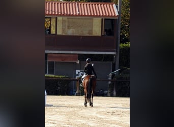 Poney Français de selle, Hongre, 10 Ans, 142 cm, Bai
