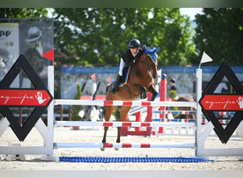 Poney Français de selle, Hongre, 10 Ans, 142 cm, Bai