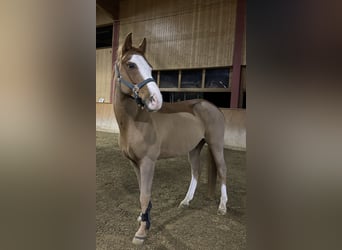 Poney Français de selle, Hongre, 11 Ans, 148 cm, Alezan