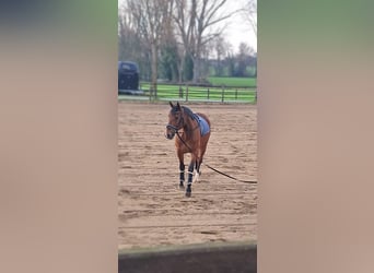 Poney Français de selle Croisé, Hongre, 12 Ans, 160 cm, Bai