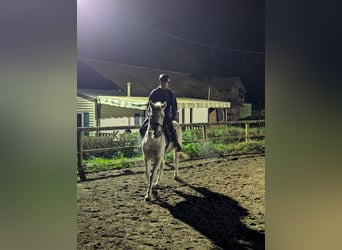 Poney Français de selle Croisé, Hongre, 14 Ans, 148 cm, Gris