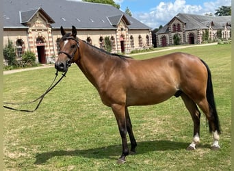 Poney Français de selle, Hongre, 5 Ans, 148 cm, Bai