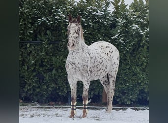 Poney Français de selle, Hongre, 5 Ans, 163 cm, Léopard