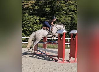 Poney Français de selle, Hongre, 6 Ans, 145 cm, Gris