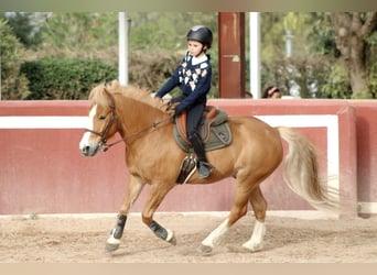 Poney Français de selle, Hongre, 7 Ans, Alezan