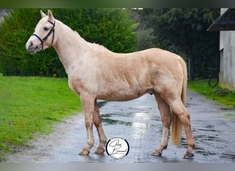 Poney Français de selle, Hongre, 8 Ans, 146 cm, Isabelle