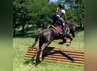 Poney Français de selle, Hongre, 9 Ans, 133 cm, Alezan brûlé