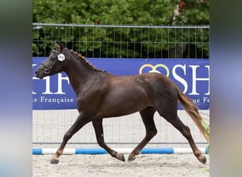 Poney Français de selle, Hongre, 9 Ans, 133 cm, Alezan brûlé