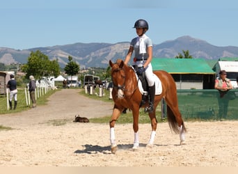 Poney Français de selle, Hongre, 9 Ans, 149 cm, Alezan