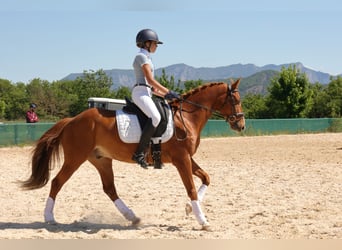 Poney Français de selle, Hongre, 9 Ans, 149 cm, Alezan