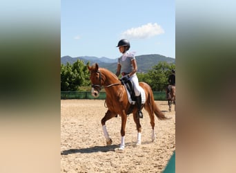 Poney Français de selle, Hongre, 9 Ans, 149 cm, Alezan