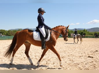 Poney Français de selle, Hongre, 9 Ans, 149 cm, Alezan