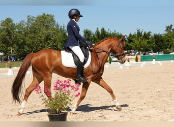 Poney Français de selle, Hongre, 9 Ans, 149 cm, Alezan