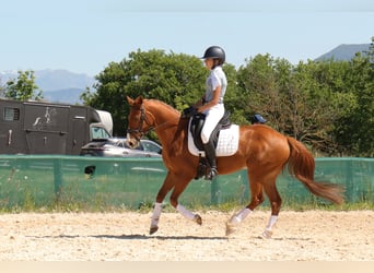 Poney Français de selle, Hongre, 9 Ans, 149 cm, Alezan