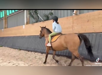 Poney Français de selle, Jument, 10 Ans, 145 cm, Bai