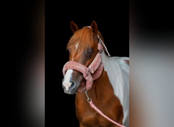 Poney Français de selle, Jument, 11 Ans, 130 cm, Pinto