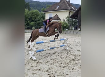 Poney Français de selle, Jument, 14 Ans, 135 cm, Alezan