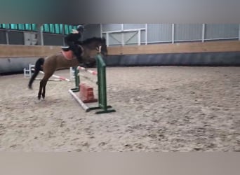 Poney Français de selle, Jument, 14 Ans, 145 cm, Bai