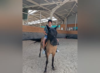 Poney Français de selle, Jument, 14 Ans, 145 cm, Bai