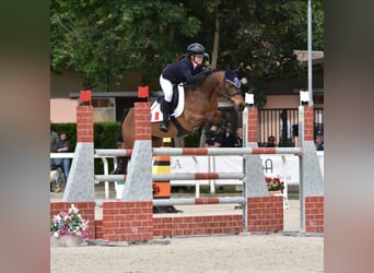 Poney Français de selle, Jument, 14 Ans, 149 cm, Bai