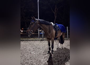 Poney Français de selle, Jument, 14 Ans, Bai