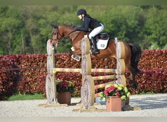 Poney Français de selle, Jument, 15 Ans, 145 cm, Bai