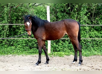 Poney Français de selle, Jument, 1 Année, 140 cm, Bai
