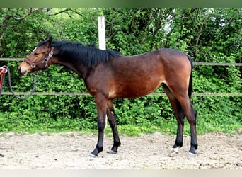 Poney Français de selle, Jument, 1 Année, 140 cm, Bai