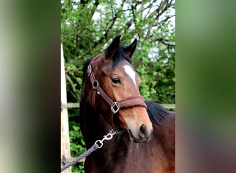 Poney Français de selle, Jument, 1 Année, 140 cm, Bai