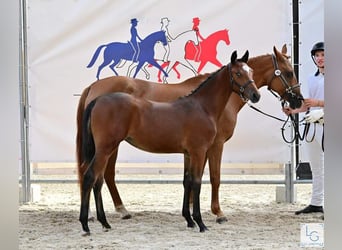 Poney Français de selle, Jument, 1 Année, 140 cm, Bai