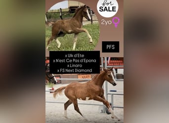 Poney Français de selle, Jument, 2 Ans, Alezan brûlé