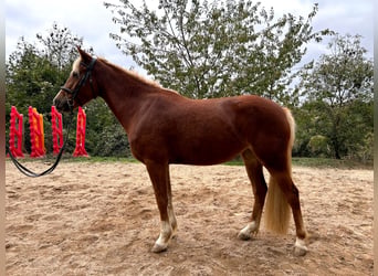 Poney Français de selle, Jument, 3 Ans, 146 cm, Alezan