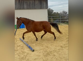 Poney Français de selle, Jument, 3 Ans, 146 cm