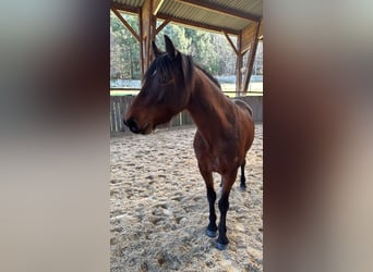 Poney Français de selle, Jument, 4 Ans, 140 cm, Bai