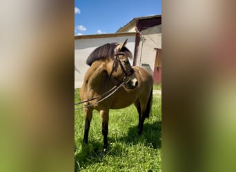 Poney Français de selle, Jument, 5 Ans, 137 cm, Isabelle