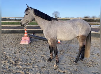 Poney Français de selle, Jument, 5 Ans, 151 cm, Gris