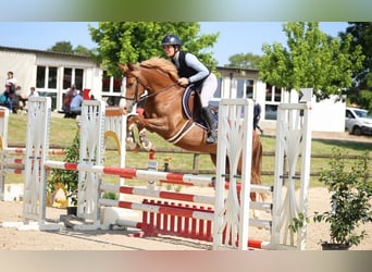 Poney Français de selle, Jument, 6 Ans, 146 cm, Alezan