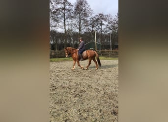 Poney Français de selle, Jument, 8 Ans, 148 cm, Alezan