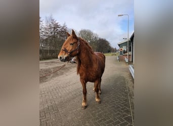 Poney Français de selle, Jument, 8 Ans, 148 cm, Alezan