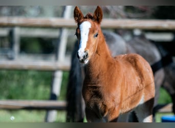 Poney Français de selle, Jument, Poulain (01/2026)