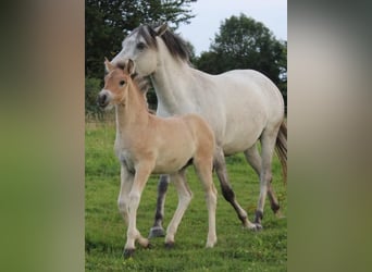 Poney Français de selle, Jument, Poulain (06/2024), Gris (bai-dun)