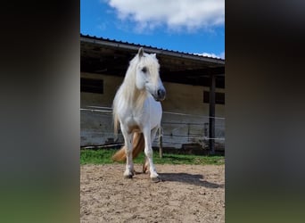 Poney Highland, Hongre, 15 Ans, Gris
