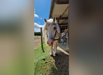 Poney Highland, Hongre, 15 Ans, Gris